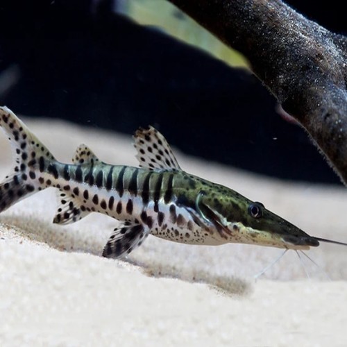 Tiger Shovelnose Catfish