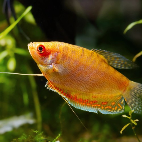 Golden Honey Gourami
