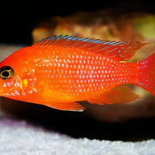 Red Zebra Cichlid