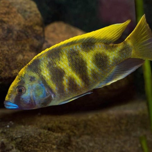 Venus Cichlid