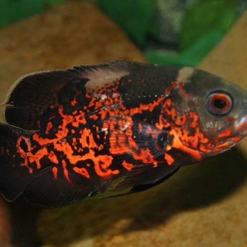 Tiger oscar-4inch