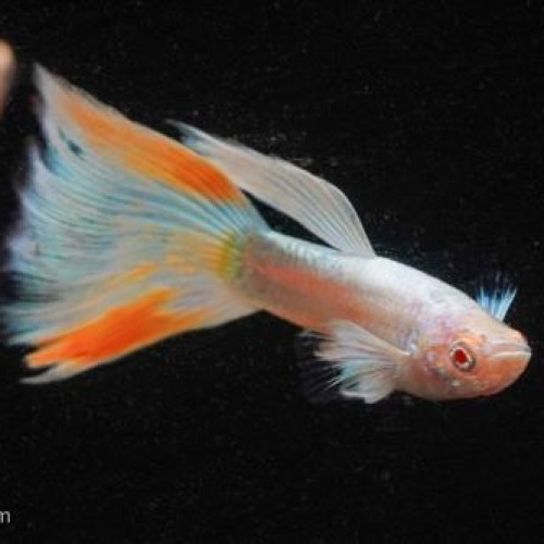 ALBINO PASTAIL GUPPY
