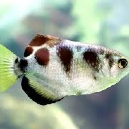 BANDED ARCHER FISH