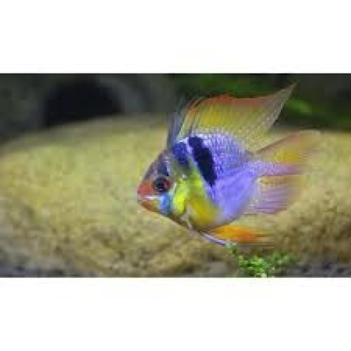 BALLOON DWARF RAMIREZICICHLID-XL