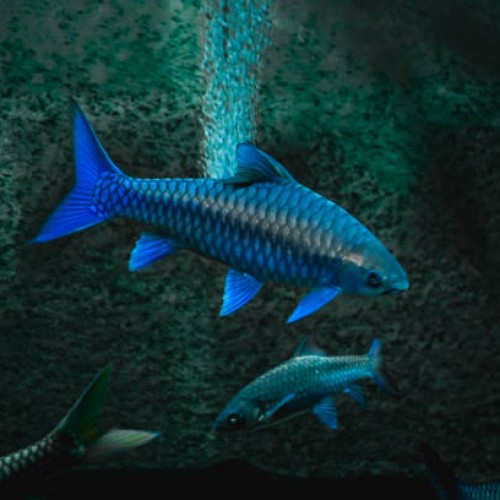 BLUE MAHSEER