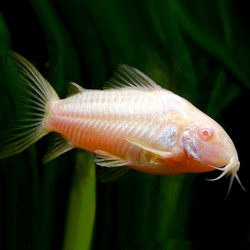 CORYDORAS ALBINO
