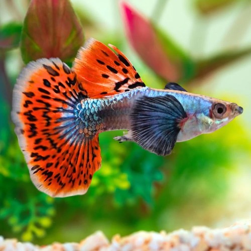 Dumbo Mosic Guppy