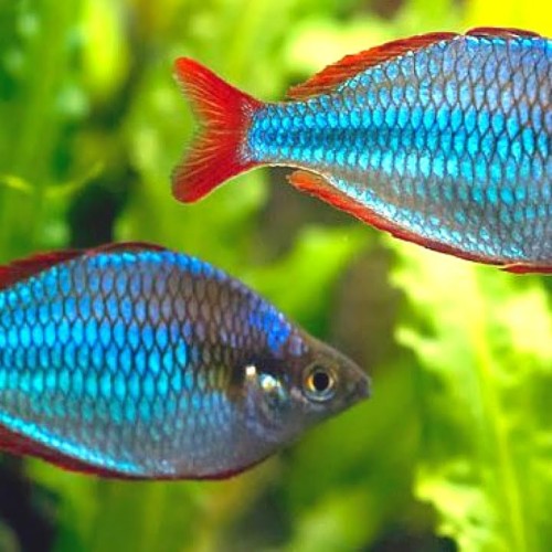 Dwarf rainbow cichlid