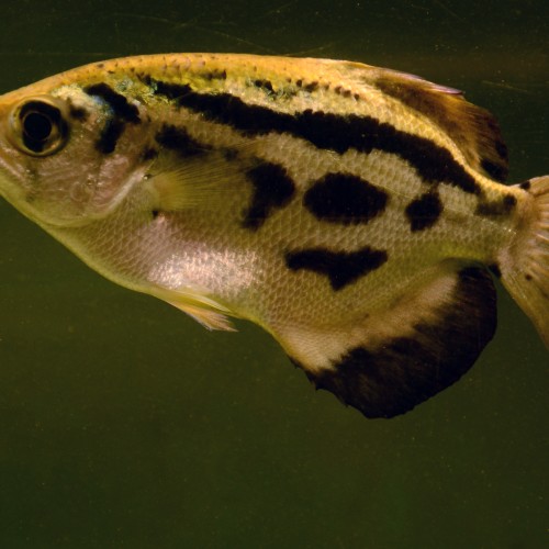 GOLDEN ARCHER FISH