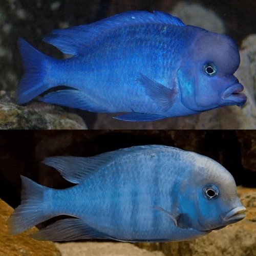 HAPLOCHROMIS MOORII-DOLPHIN CICHLID