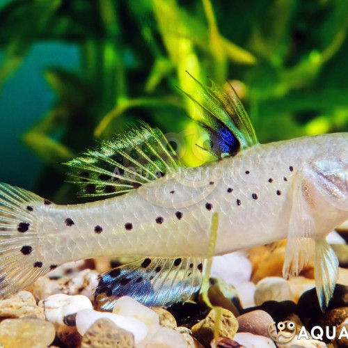 KNIGHT GOBY
