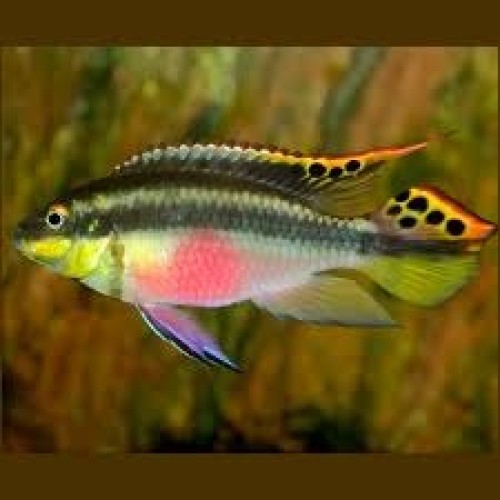 Kribensis Cichlid
