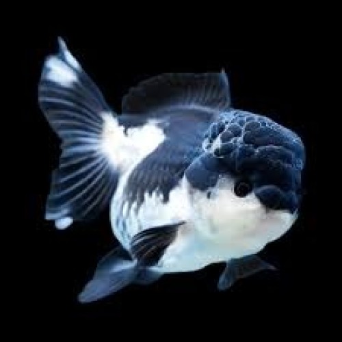 PANDA ORANDA