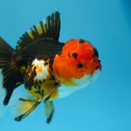 TRI COLOUR ORANDA