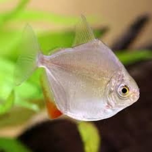 Silver Doller Fish