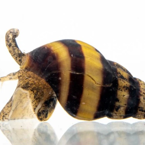 Snail