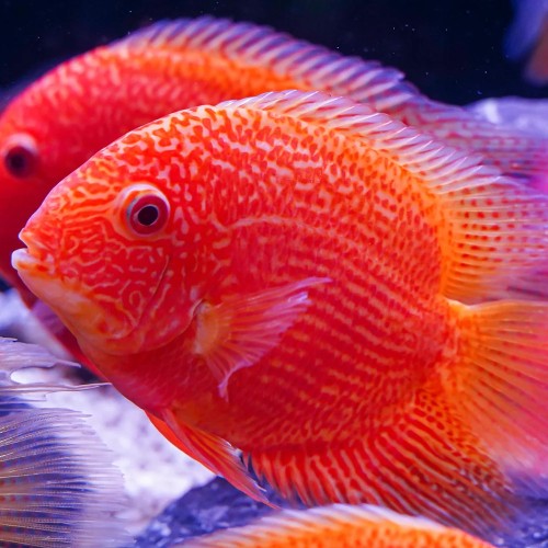 Red spotted severum