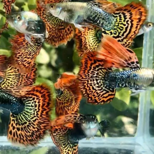 RED DRAGON GUPPY