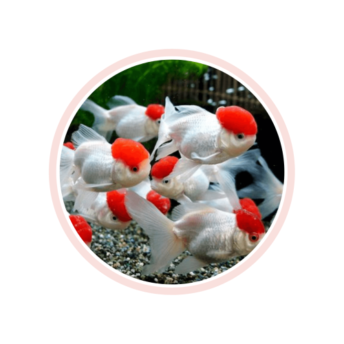RED CAP ORANDA - 8-9CM