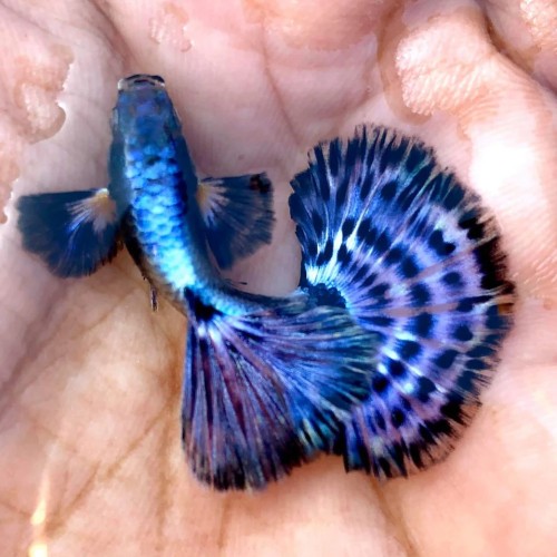 Purple Mosic Guppy