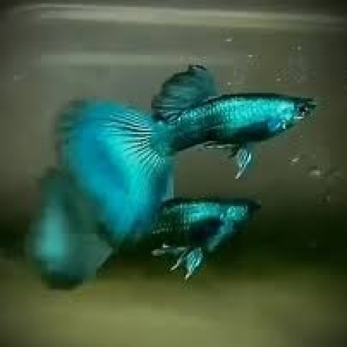 MOSCOW  GREEN  GUPPY