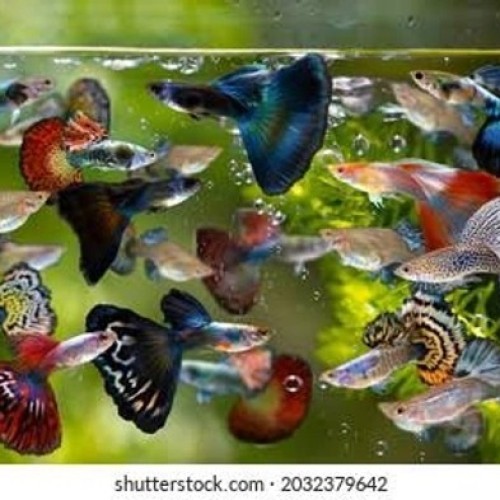 Mixed Guppy
