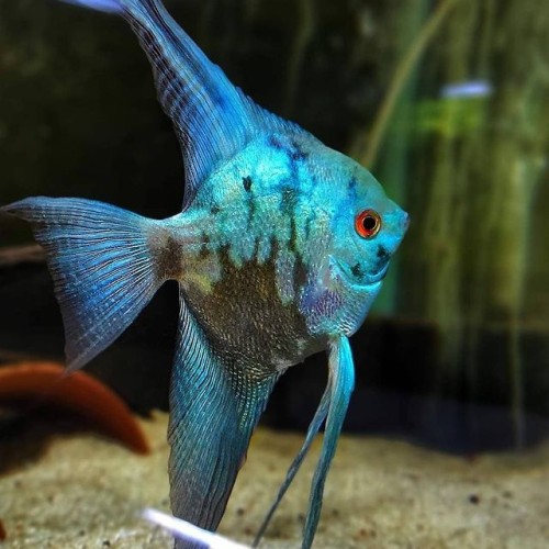 BLUE SMOKE ANGEL