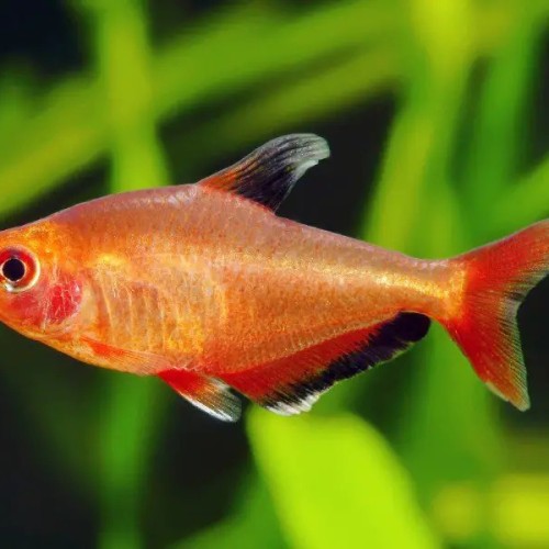 Red phantom tetra