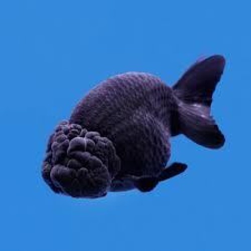 BLACK RANCHU-5CM