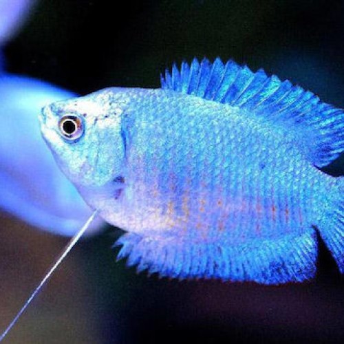 COBALT BLUE DWARF GOURAMI