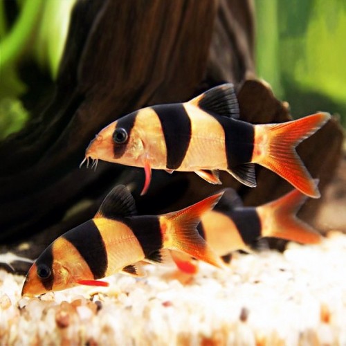 CLOWN LOACH