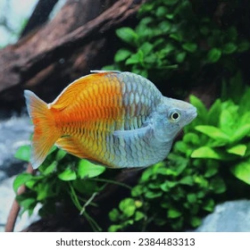 BOESEMAN BALLOON RAINBOW