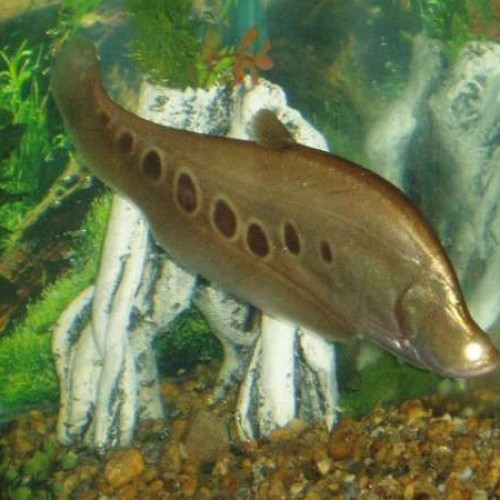 GOLDEN CLOWN KNIFE FISH
