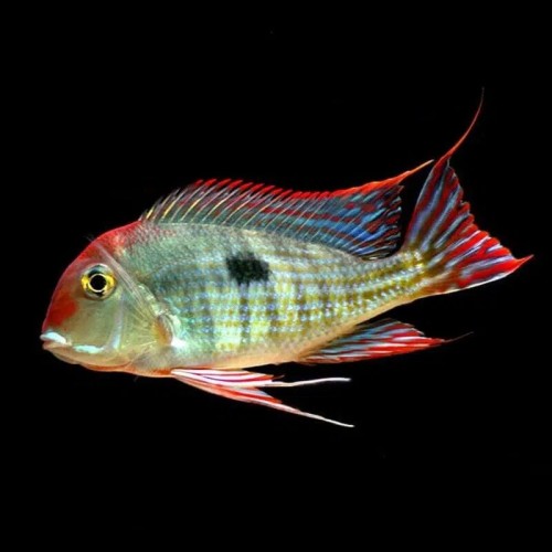 Tapajos Red Head Cichlid – Geophagus Sp. 3 inch