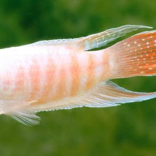 ALBINO PARADISE FISH