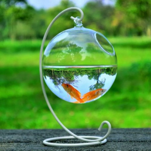 hanging glass Jar fish tank