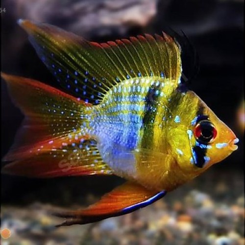 BALLOON DWARF RAMIREZICICHLID-XL
