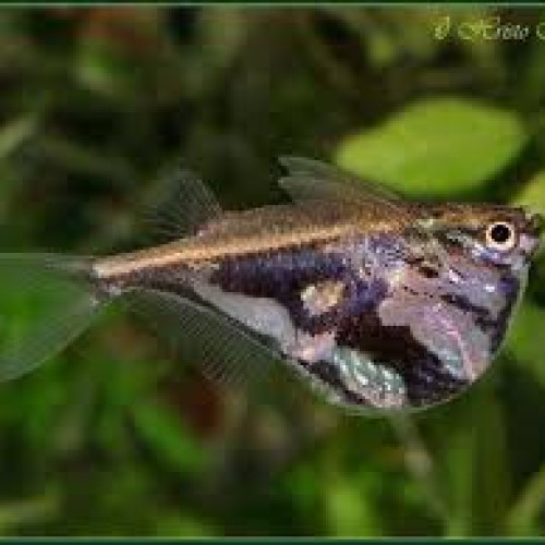 MARBLE HATCHET FISH