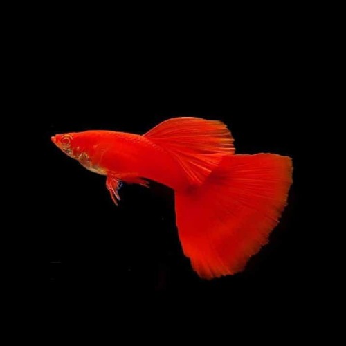 FULL RED ALBINO BIG DORSAL-GUPPY