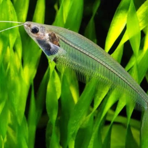 Cat Glass Fish