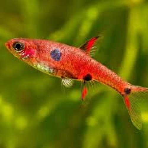 Strawberry rasbora