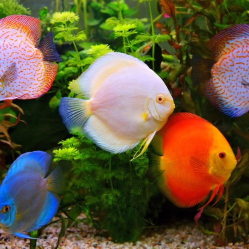 Assorted Discus-6inch