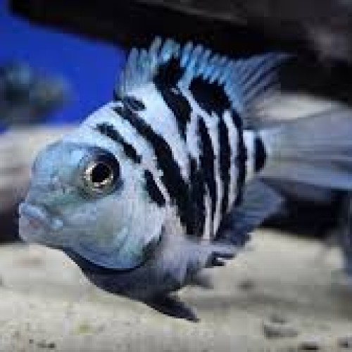 BLUE TIGER PARROT