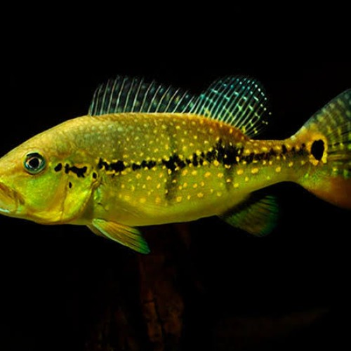 Xingug Peacock Bass