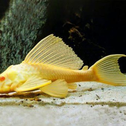 Pleco L083