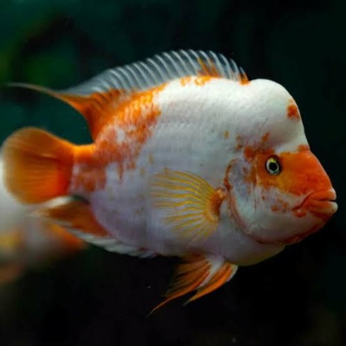 Red Devil CIchlid