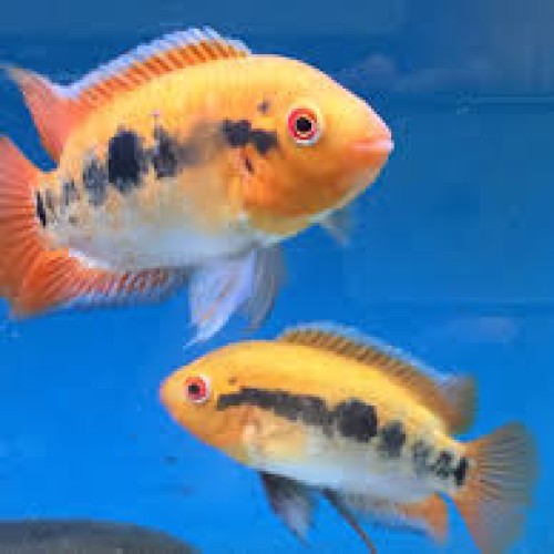 Rainbow Cichlid