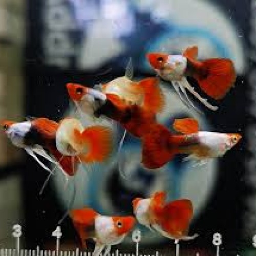 Koi Tuxedo Ribbon Guppy