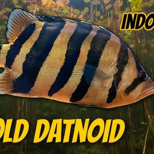 INDO TIGER