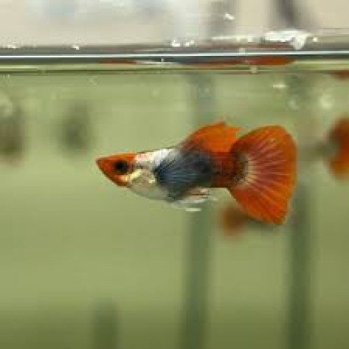 Koi red tail platinum big ear short body-GUPPY